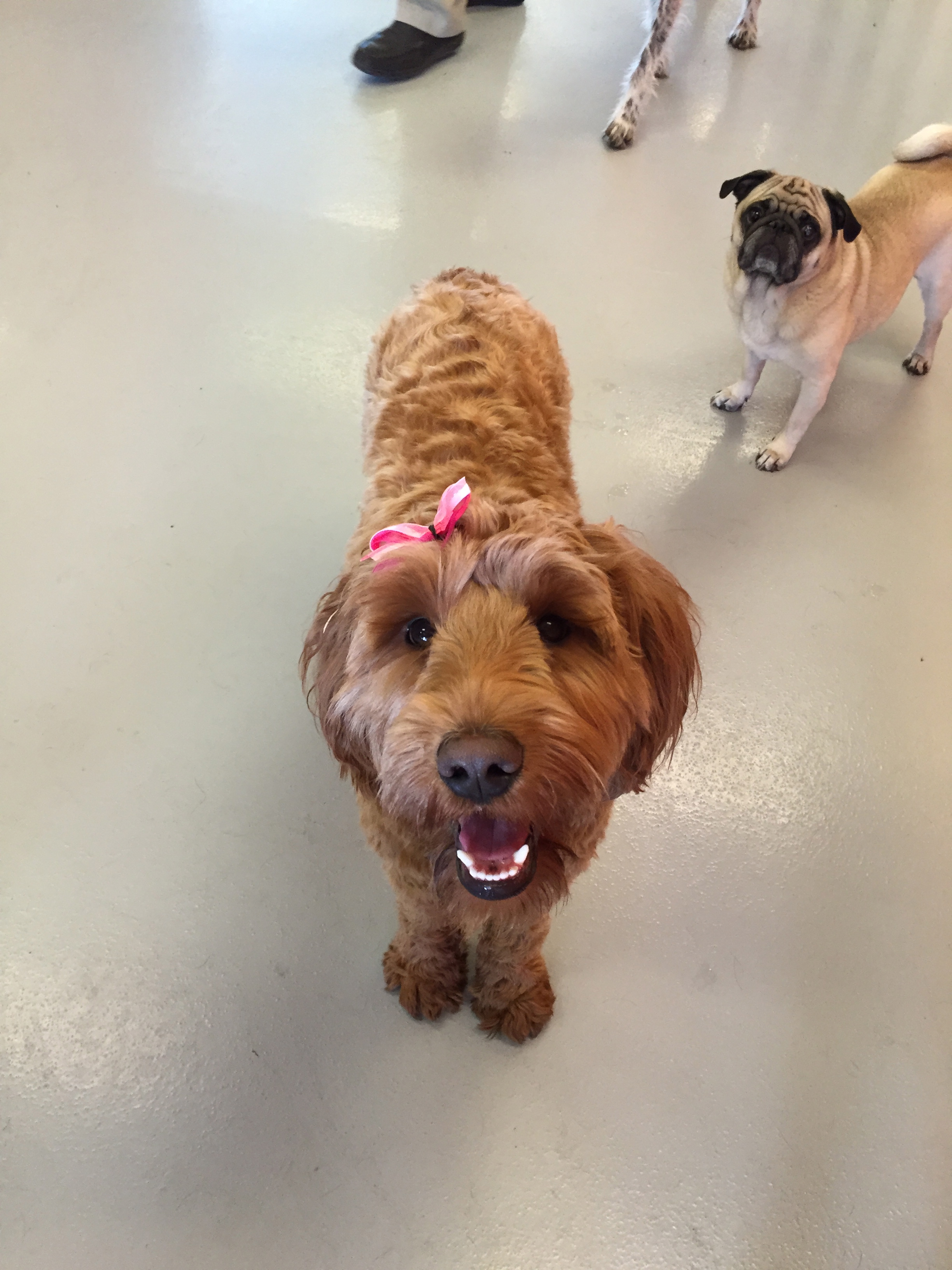 dog day care Archives - Marda Loop Doggie Daycare & Spa - Marda Loop